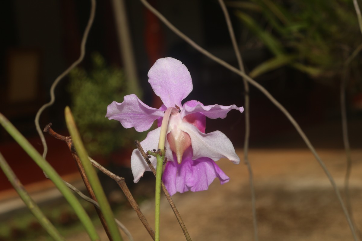 Vanda Miss Jochim